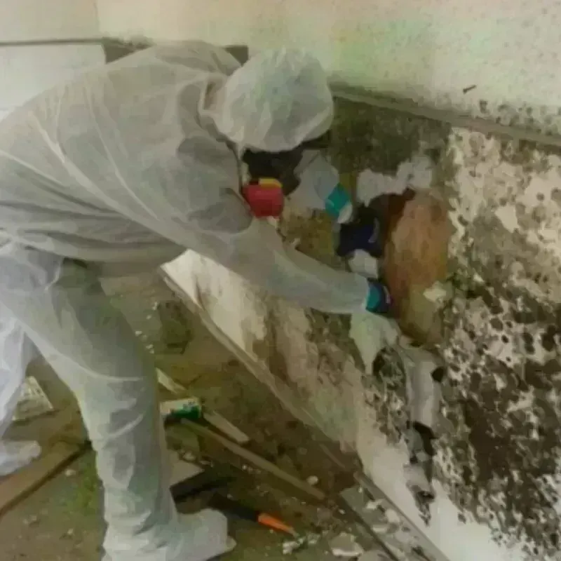 Mold Remediation and Removal in Hamilton, TX